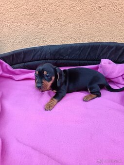 Jazvečík trpaslici - 3