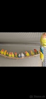 Agapornis ružovohrdlý - 3