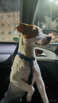 Jack Russel - 3