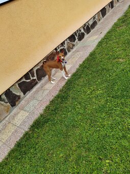 šteniatko basenji - 3