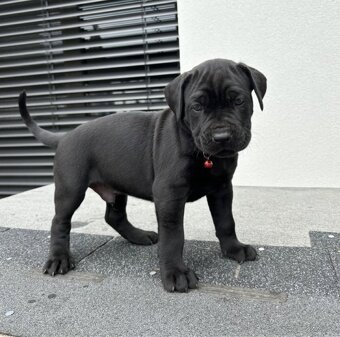 Bandog - 3