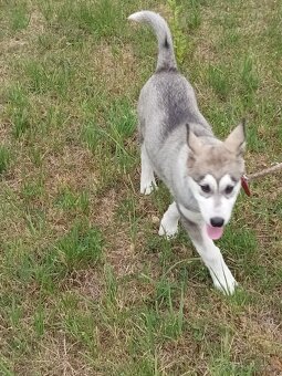 Čistokrvný husky - 3