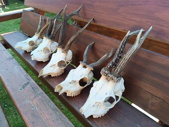 Parohy, zhody, trofeje, srnce - 3