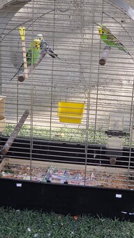 Baraband, andulky - 3