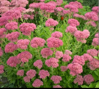 Rozchodník nádherný - 3