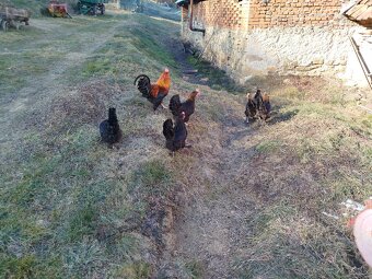 Marans medenokrke - 3