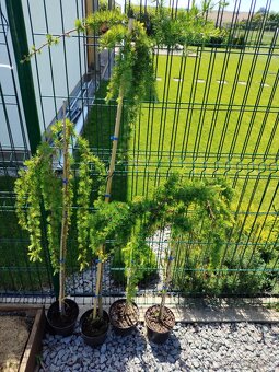 Smrekovec japonský LARIX KAEMPFERI PENDULA - 3