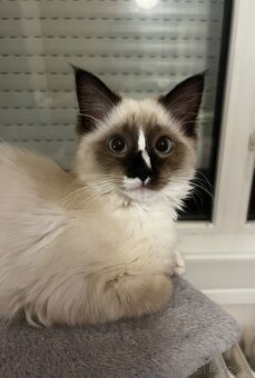 Ragdoll mačička - 3