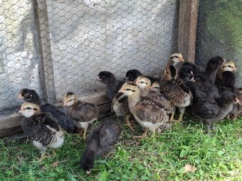 Araucana - 3