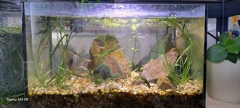 Predávam akvarium aj s rybami - 3