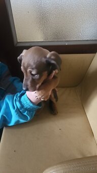 Predám šteniatko - 3