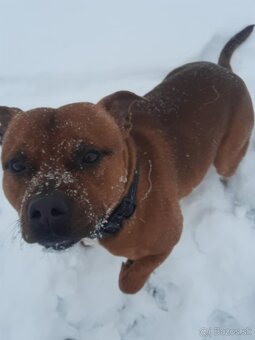 Stafordšírsky bulteriér ( Staffbull ) - 3
