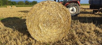Lucerka,datelina psenicna slama - 3