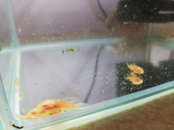 Pancierniček škvrnitý var. Albín - 3