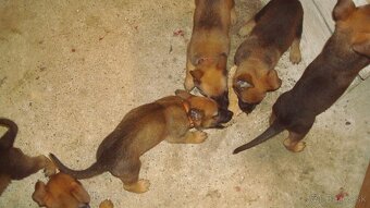 belgicky ovčiak malinois - 3