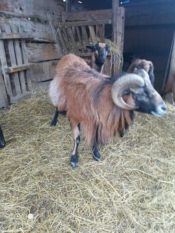 Kamerunsky baran - 3