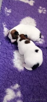 Jack Russell teriér s průkazem původu - pejsek - 3