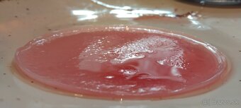 DOMÁCA KOMBUCHA – kultúra (huba SCOBY) - 3