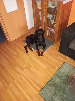 Predám dobermana - 3