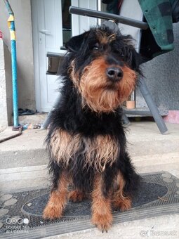 Darujem šteniatka kríženec Jagdterrier - 3