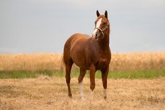 AQH TOP klisna po PG Gunpowder - 3
