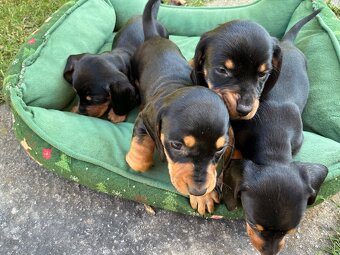 Jazvečík krátkosrstý. - 3