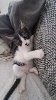 Darujem mačiatka - 3