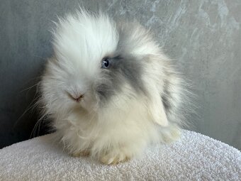 Teddy barančeky - 3