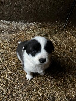 Stredoázijský ovčiak - šteniatka - 3