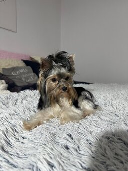 Yorkshirsky York biewer mini - 3