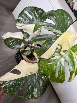 monstera thai halfmoon/ odrezok - 3