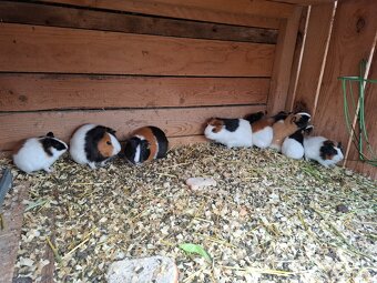 Morča , morské prasiatko, prasiatka - 3