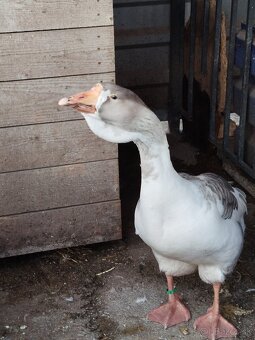 Hus cholmogorská - 3