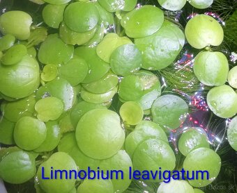 Plávajúce rastliny - 3