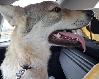 Československý vlčiak - 3