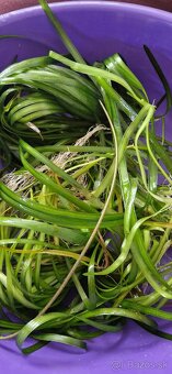 Rastliny za lavor - 3