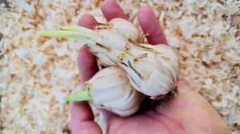 Liečivá ľalia - cibuľky k odberu - 3