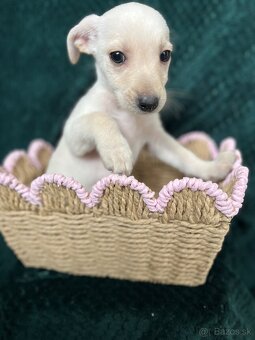 Darujem Steniatko - 3