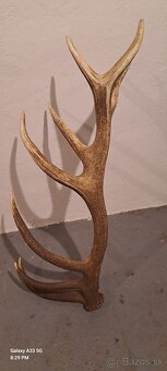 Zhody,trofeje parohy - 3