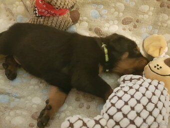 Šteniatka plemena Beauceron (Berger de Beauce) - 3