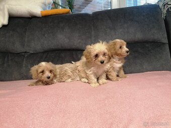 Predám šteniatka maltipoo. - 3