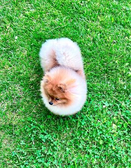 Šteniatko Pomeranian - 3