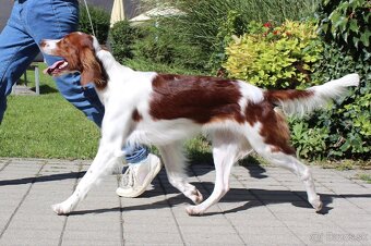 Írsky červenobiely seter - exkluzívne šteniatko - 3