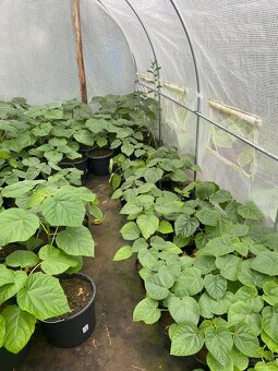 Paulownia Tomentosa rýchlorastúci strom - 3