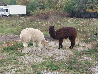 Lama Alpaka vymením alebo predám. - 3