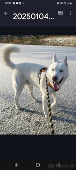 Sibírsky Husky na krytie - 3