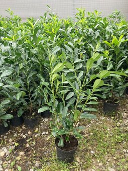 Tuje Smaragd rozvoz 1.-15. Novembra východne Slovensko - 3