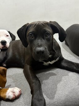 Americký Stafordšírsky teriér - 3