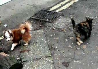 Čivava  ‐  dospelý  psík - 3