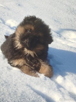 Nemecký ovčiak - 3